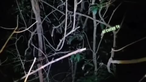 Man believes he was chased by elves in the woods