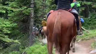 a mountain climbing horse
