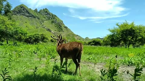 Deer feed on herbs and plants