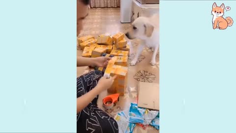 Cute Puppies Compilation May 2021