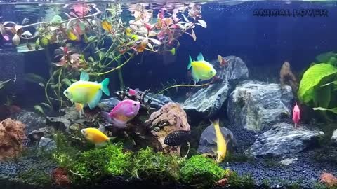 Most Beautiful Fishes In The World