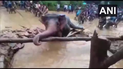 People Saved A Drowning Elephant’s Life