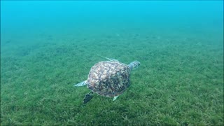 Beautiful Sea Turtle Swims Along the Sea Floor