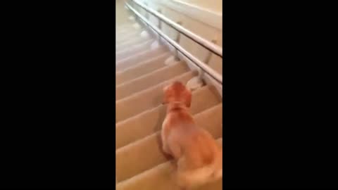 Labrador loves to slide in stairs