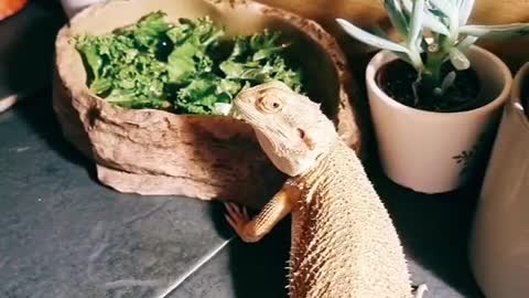 It actually eats vegetables