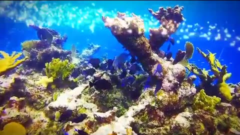 The most beautiful coral reefs and undersea creator on earth