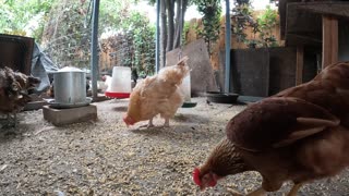 Backyard Chickens Fun Long Chickens Hens Roosters Sounds Noises!