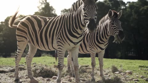 Close-Up View of Two Zebras Eating Grass