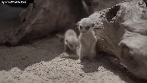 Month-old meerkat triplets make their way in the world
