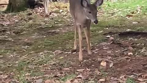 Oh Oh Deer!
