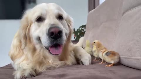 What does a Golden Retriever do when sees Baby Chick.mp4
