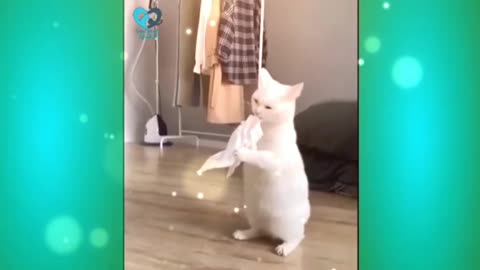Cute cat fanny video