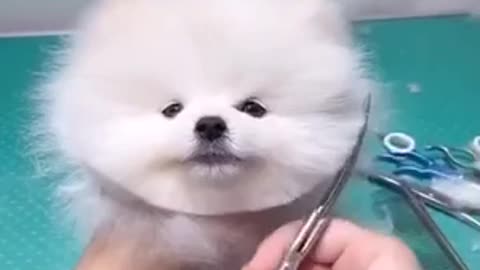 A very cute dog gets a very cute haircut