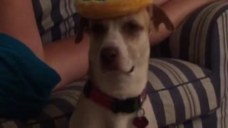 Dog with donut on head