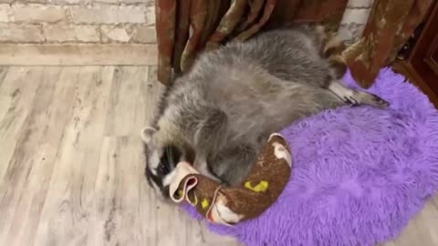 Raccoon loves his favorite bedspread like crazy 3