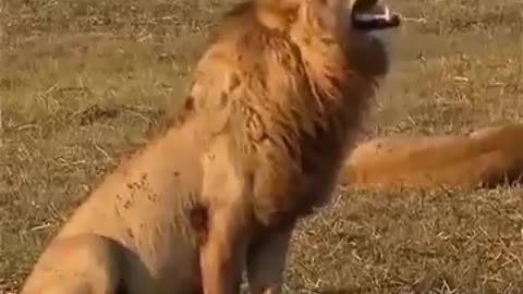 THAT'S HOW LIONS LAUGH!!!!!*DOPE*