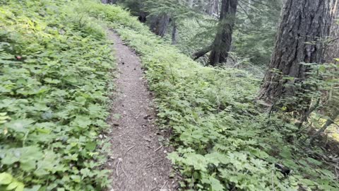 Ascending the Beautiful Old Growth Forest – Crescent Mountain Trail – Central Oregon – 4K