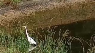 live#Duck hunting fishes in pond@usa#usateluguvlogs #blogs#varalakshmi food& dairies