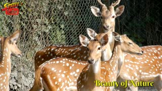 Deer Farm in Village of Bangladesh