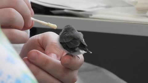 Tiny Baby Bird Rescued