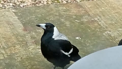 Singing Aussie Magpie