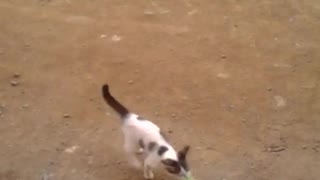 Cat playing with the cork