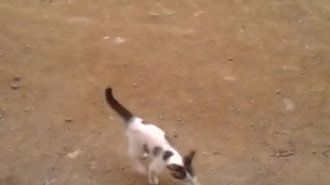 Cat playing with the cork