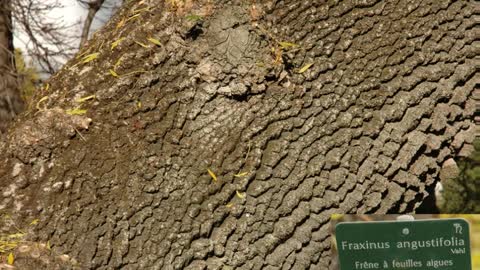 Freixo ( Fraxinus angustifolia Vahl ) serve para problemas reumáticas e febre