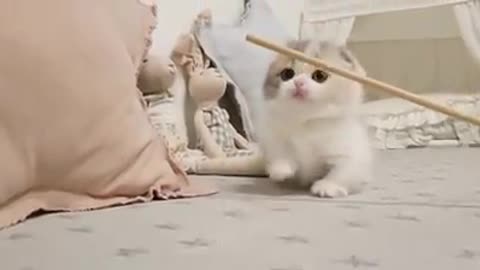 Cute baby cat viral video