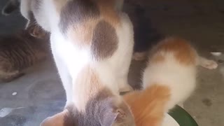 "Copy Cat" Kitten Drinks Milk With Momma