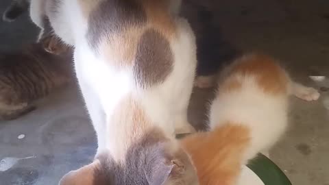 "Copy Cat" Kitten Drinks Milk With Momma