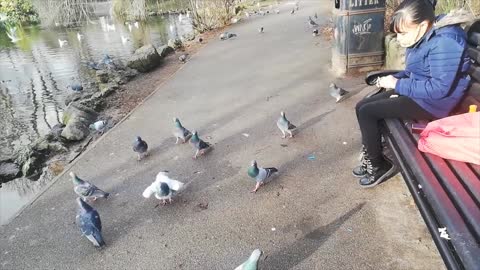 Organic Sounds Of Pigeons