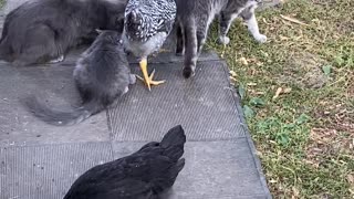 Cats and chicken eating cat food