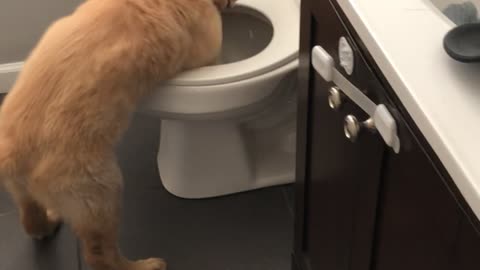 Retriever Puppy Uses Improvised Porcelain Pool