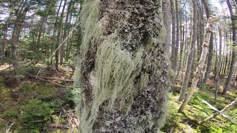 Old Man's Beard