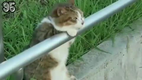 cat funny cat video