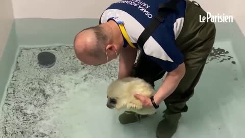 Bébé phoque apprends à nager pour la première fois