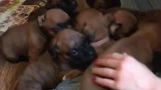 All the puppies!0