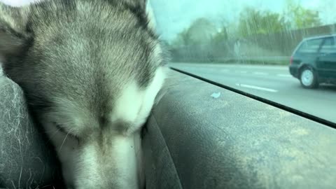 Sleepy Husky Drive Home