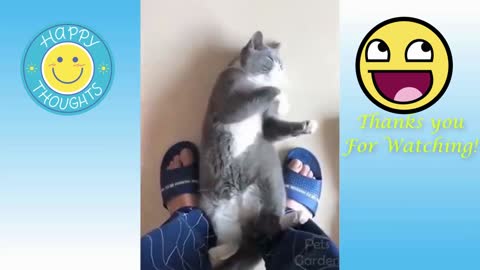 cute cat and dog very funny video | comedy vides