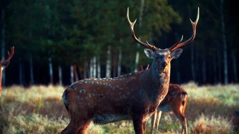 Sika deer buck in the morning. The animal stands in full growth