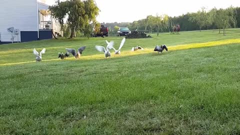 Geese excitedly run to owner for big hugs