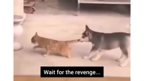 Funny Cat