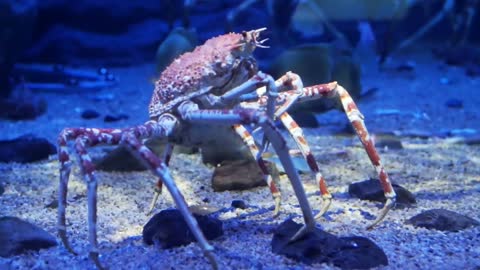 Big king crab on the bottom of the aquarium