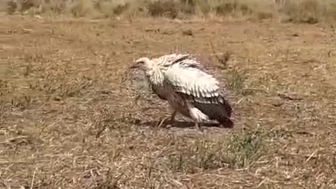 Cape Nature video of Cape Vulture which was rescued and released back into the wild