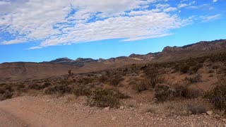 Wild Burros crossing the trail