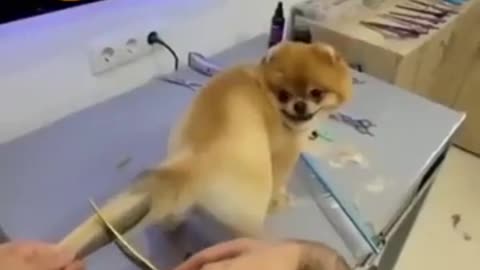 Dog funny video and amazing video.