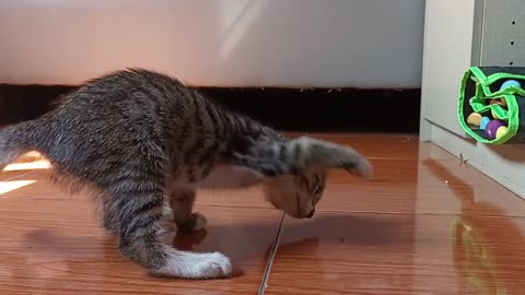 Bermain dengan Semut Anak Kucing Lucu | Cute Kitten Playing with Ants