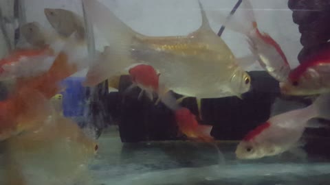 Beautiful fish in my aquascape
