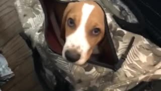 Basset Hound in suitcase is ready to travel